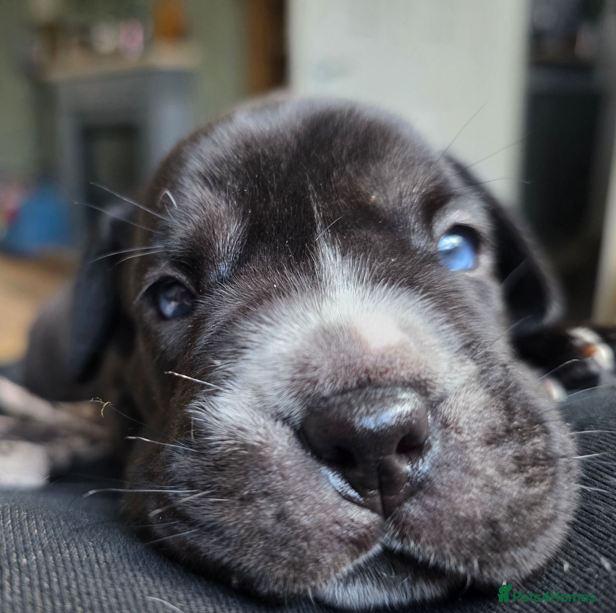 Mixed Breed dogs FRENCHBULLDOG X puppies - Advert 12