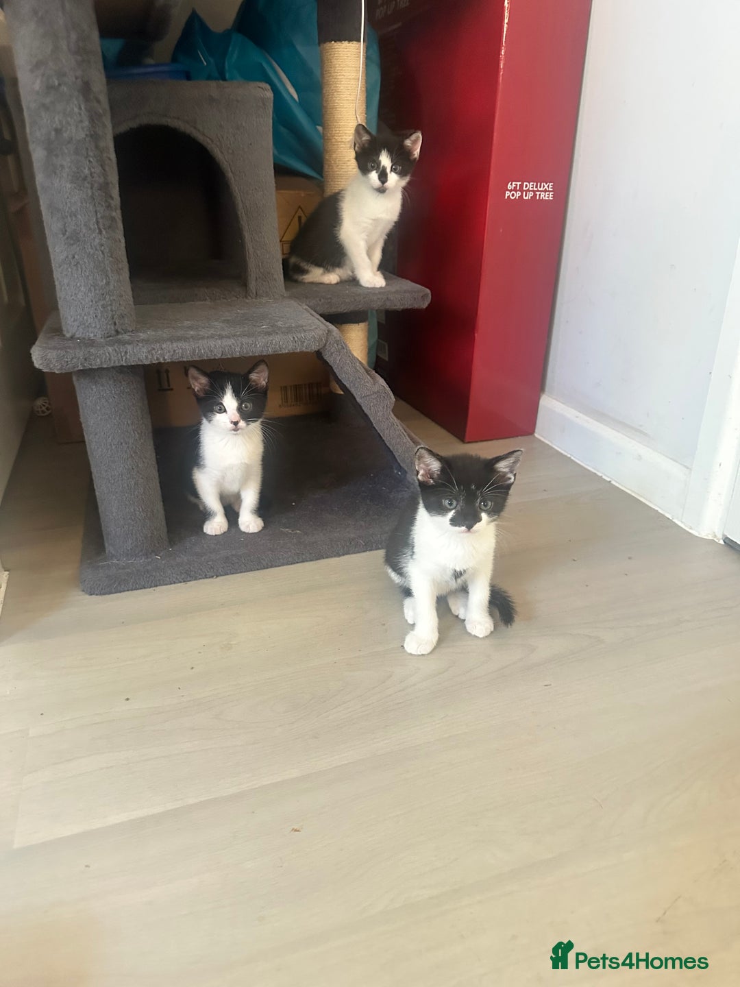 Domestic Shorthair cats for sale: Gorgeous traditional Black and white kittens  - Image 26
