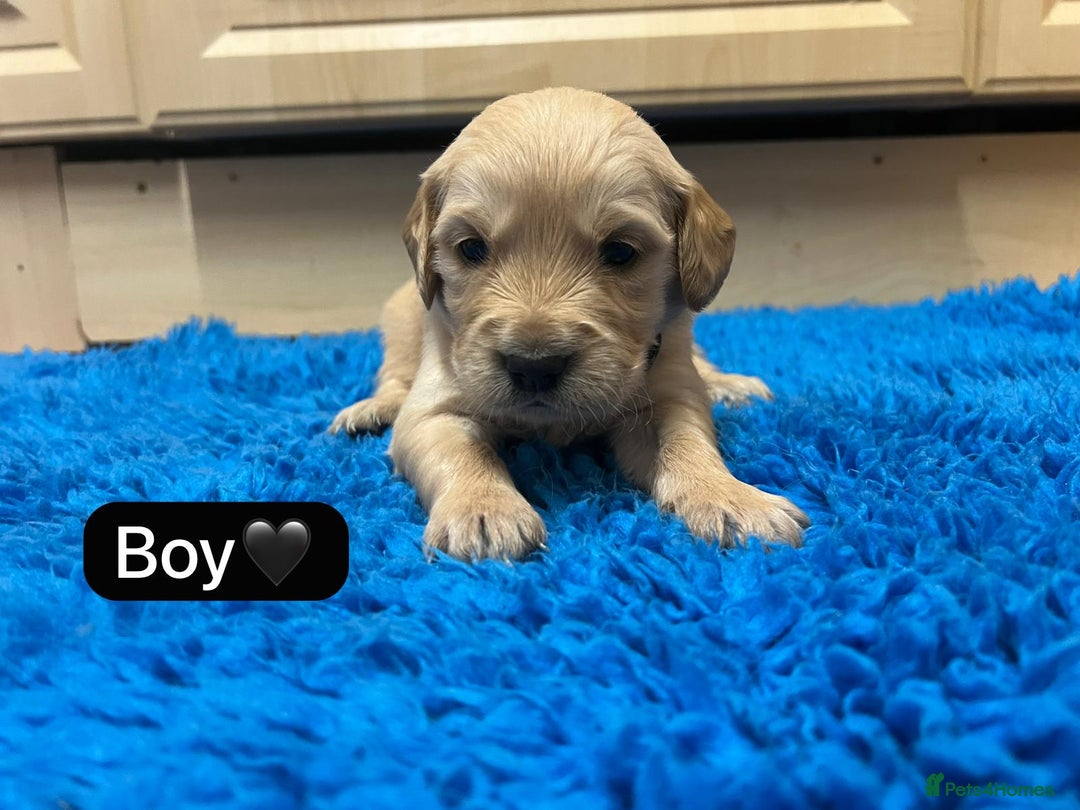 Golden Retriever dogs for sale: Gorgeous KC registered golden retriever puppies - Advert 12