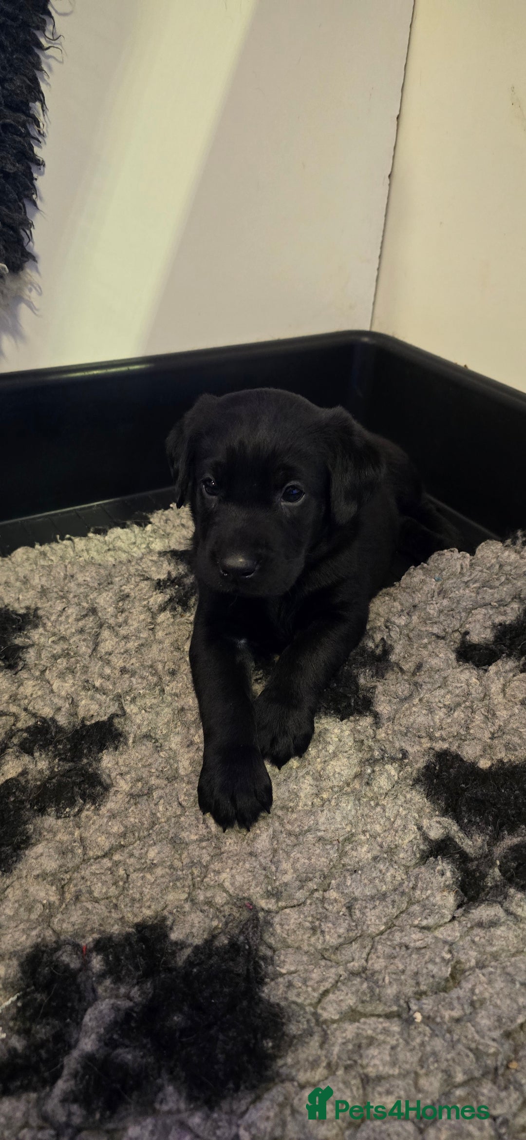 Labrador Retriever dogs for sale: KC Reg Fully Health Tested Black Labrador Puppies - Image 30