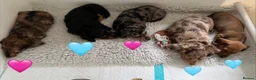 Miniature Dachshund dogs for sale: Quality miniature dachshund puppies  - Advert 3