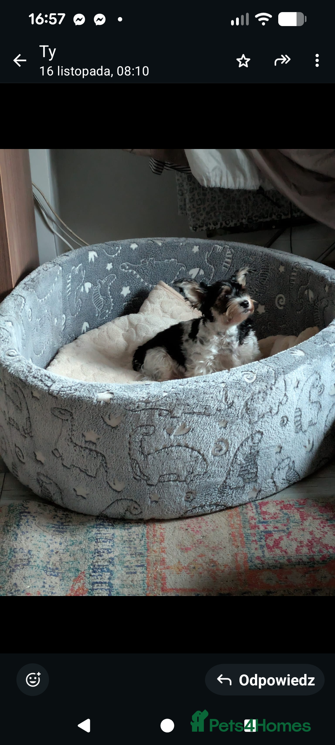 Yorkshire Terrier dogs for sale: York terrier pupyy  - Advert 14