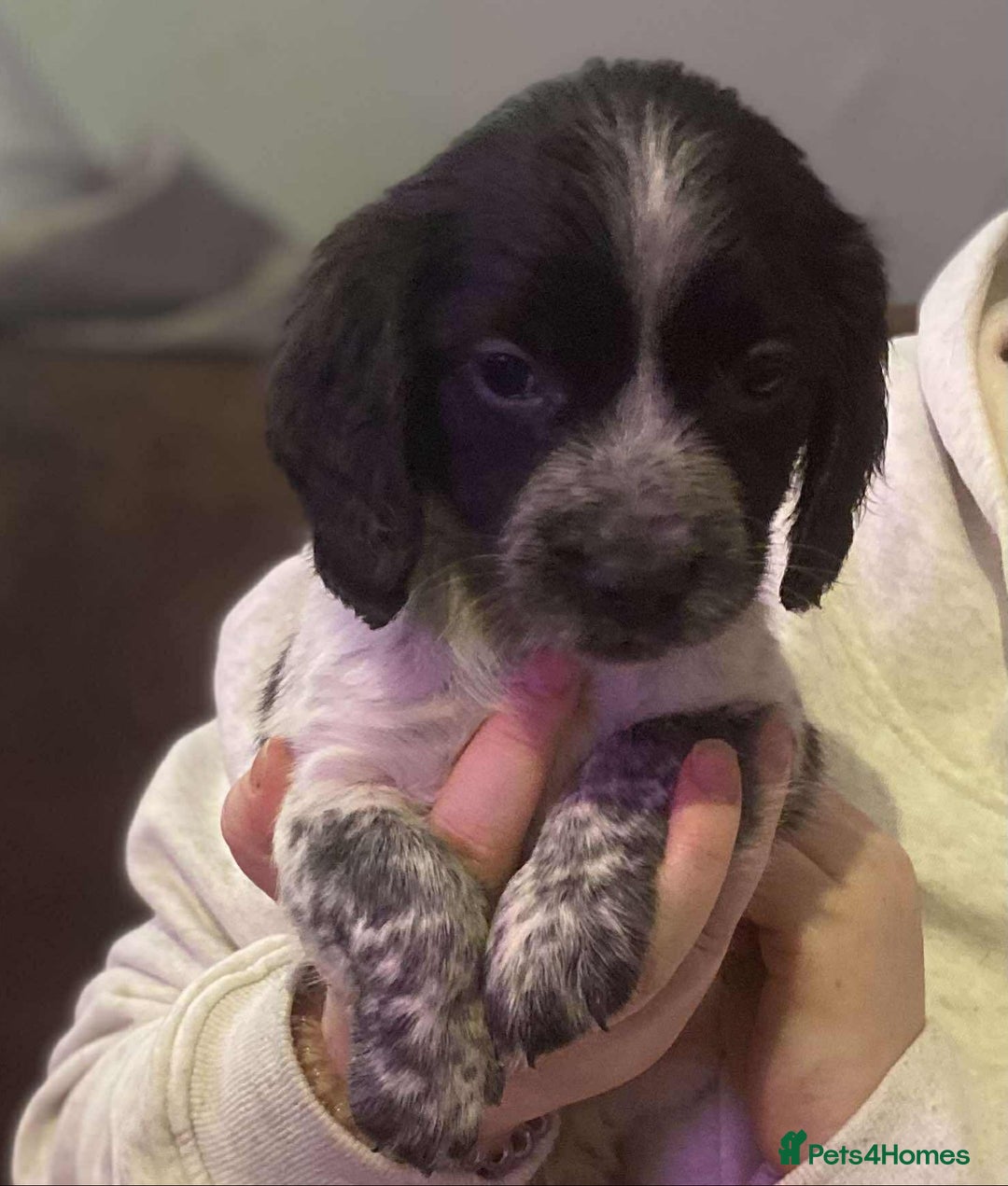 Bocker dogs for sale: Bocker puppies  - Image 3