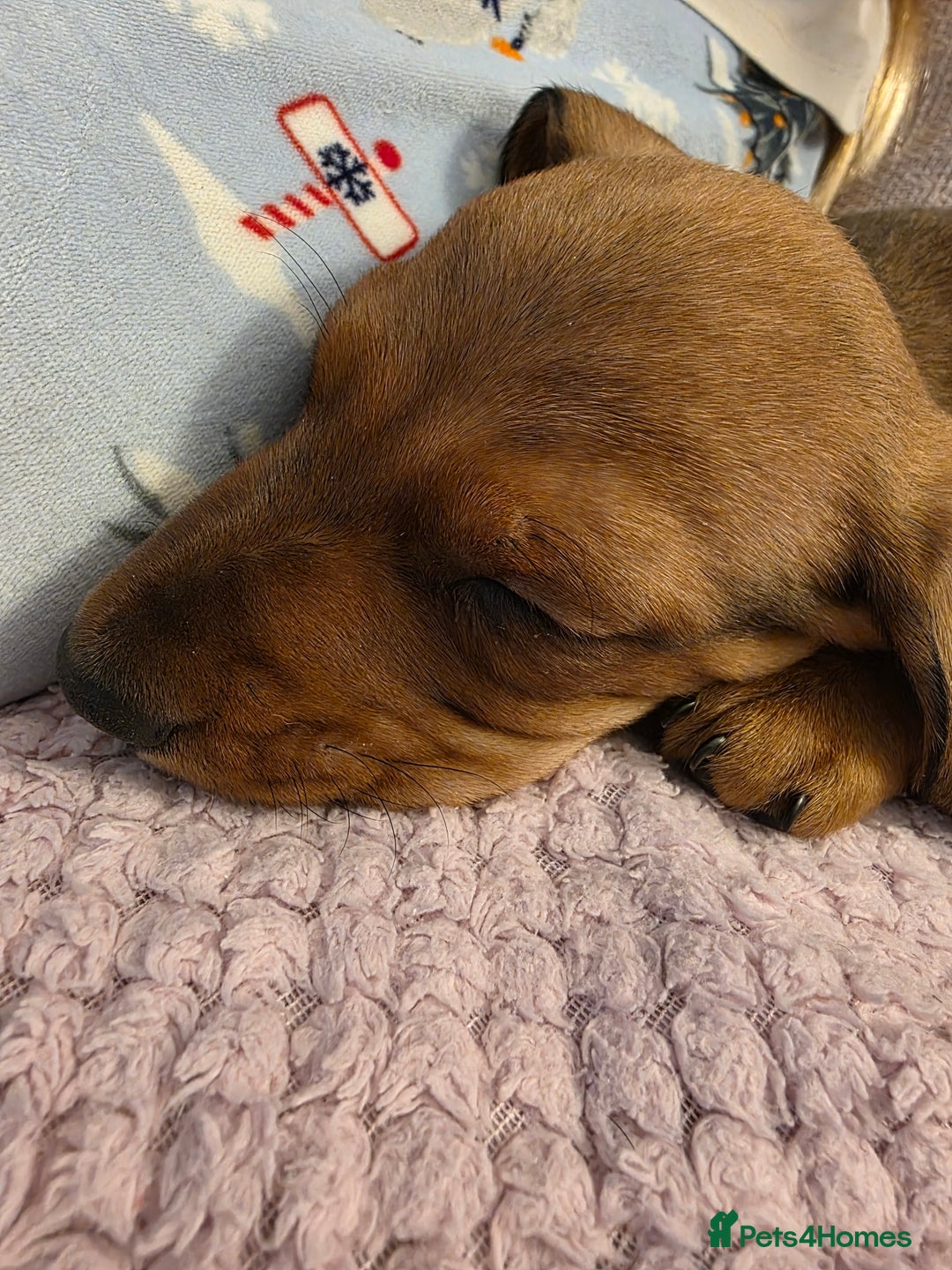 Miniature Dachshund dogs for sale: Miniture dashaunds  - Advert 4