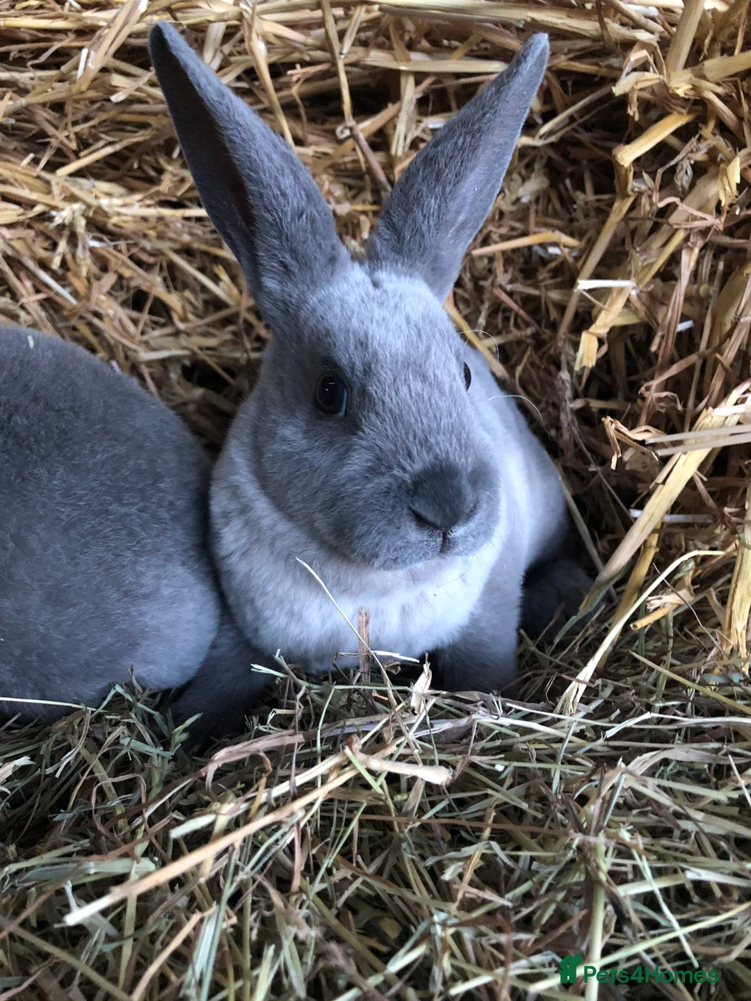 Rex rabbits for sale: Beautiful purebred velvet mini Rex rabbits 🐰🌿 - Advert 9
