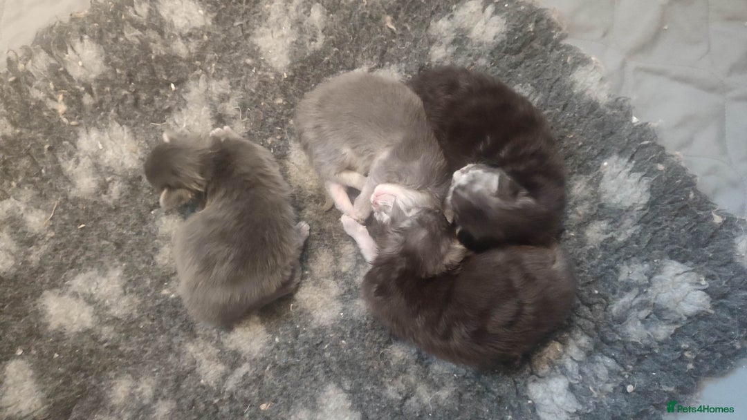 Maine Coon cats for sale: Tica Reg and fully health tested - Advert 21