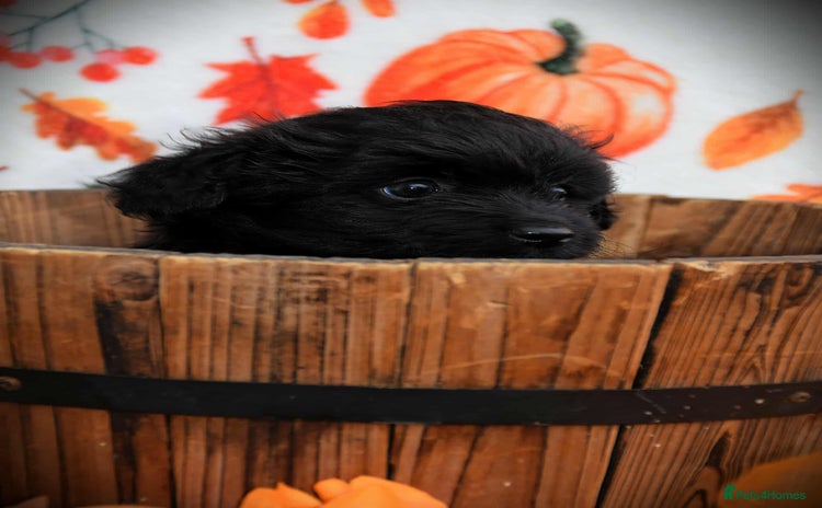 Cockapoo dogs - Advert 1