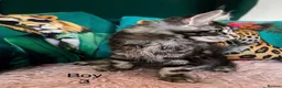 Maine Coon cats for sale: MONSTRUAL GIANTS! Elite MAINE COON Kittens  - Advert 17