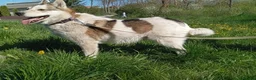 Mixed Breed dogs for adoption: ❤️🐶 APRIL – ONE IN A MILLION in Burton-on-Trent - Advert 22