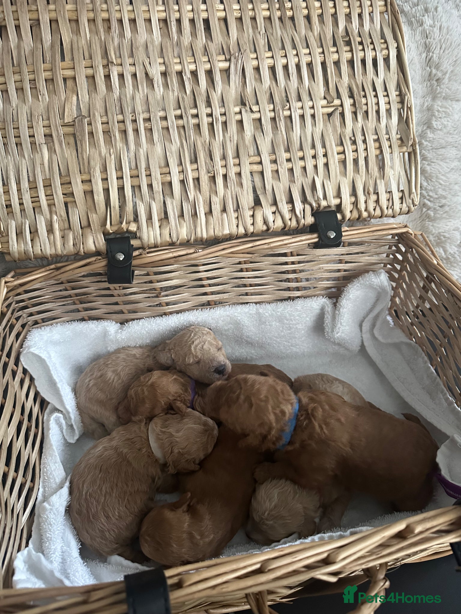 Poochon dogs Tiny asian poochon - Advert 7