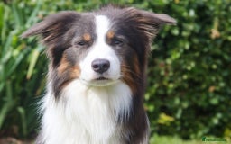 Border Collie dogs for stud: Health tested Blue Tricolour Border Collie Stud  - Image 4