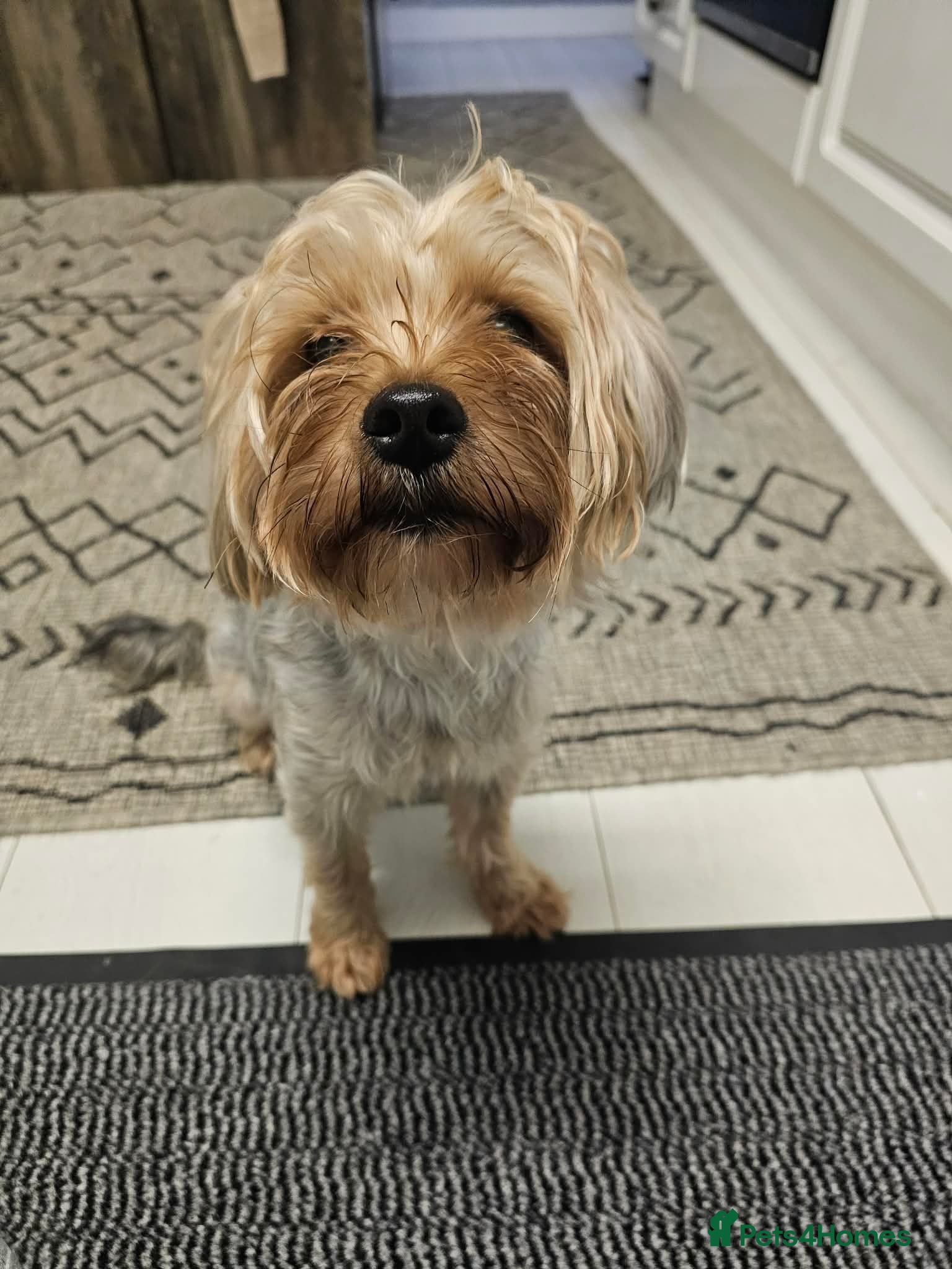 Yorkshire Terrier dogs Pure Yorkshire Terrier  - Advert 2