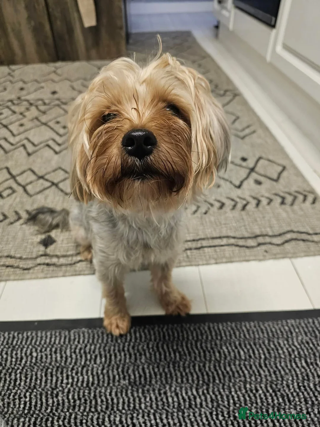 Yorkshire Terrier dogs for sale: Pure Yorkshire Terrier  - Advert 1