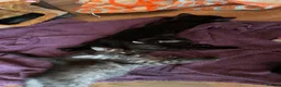 Mixed Breed cats for sale: Adorable kittens ready for there forever families  - Advert 14