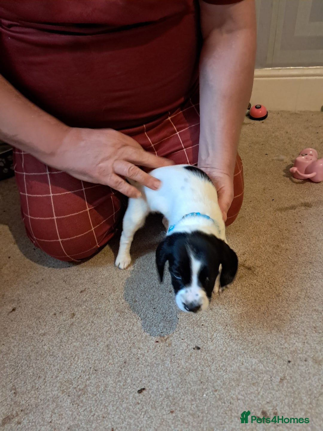 Mixed Breed dogs for sale: Splurcherpoo puppys - Advert 26