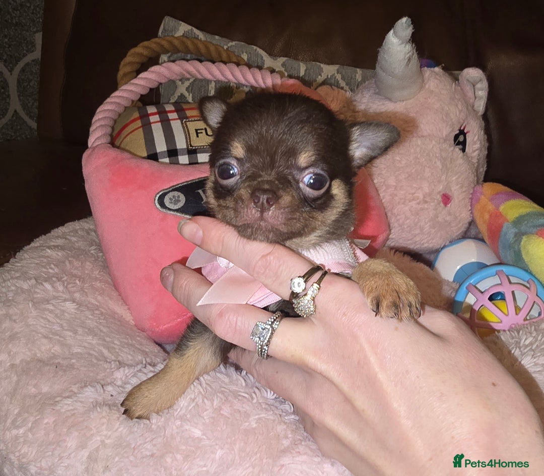 Chihuahua dogs for sale: XxQuality Chihuahua Chocolate Thai breeding pupsXx - Advert 4