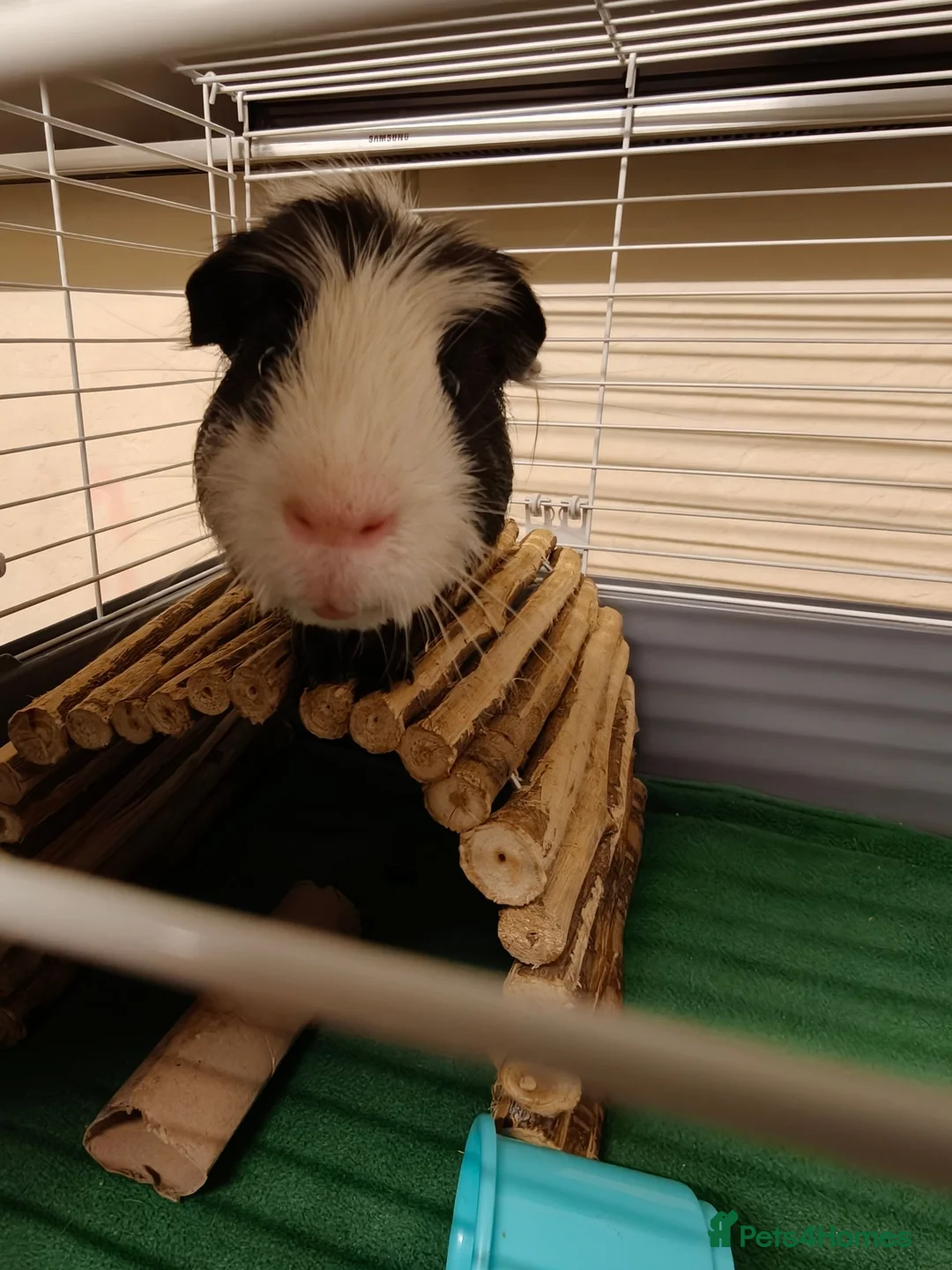 Guinea Pig rodents for sale: Male guinea pig  in Oldham - Advert 1