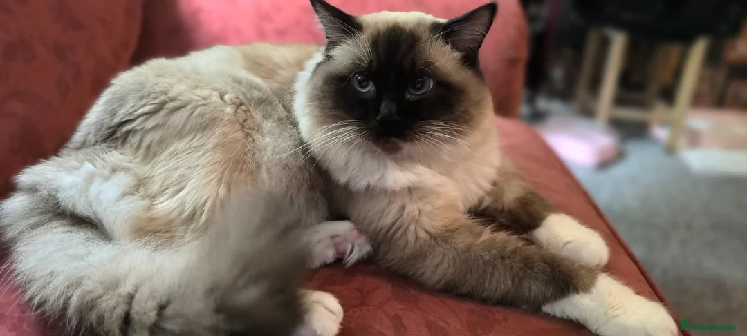 Ragdoll cats for sale: purebred Ragdoll - Advert 7