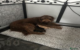 Bernedoodle dogs for sale: Bernedoodle x Labradoodle  - Image 16