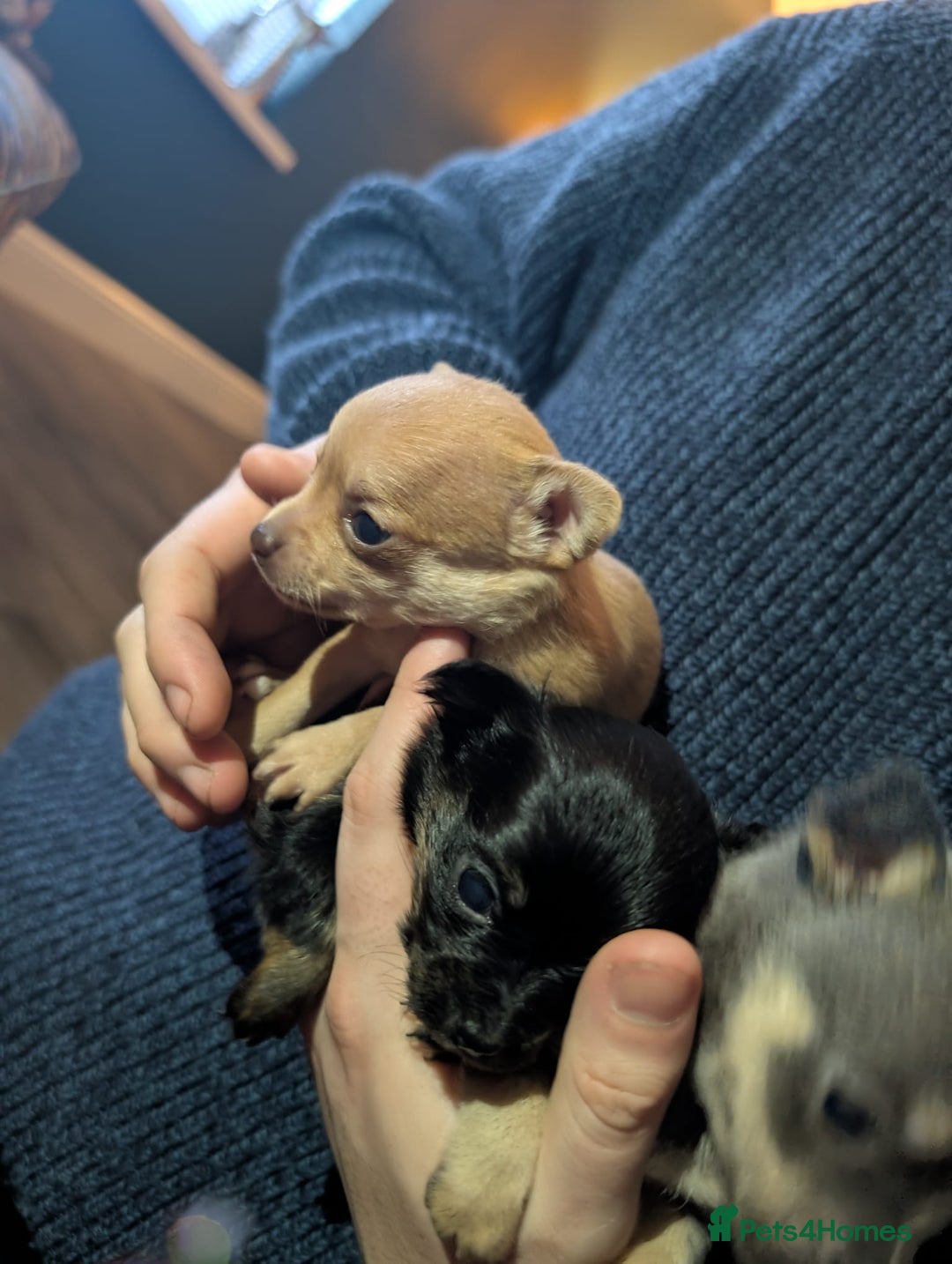 Chihuahua dogs for sale: GORGEOUS LONGHAIRED MERLE CHIHUAHUAS  - Advert 5