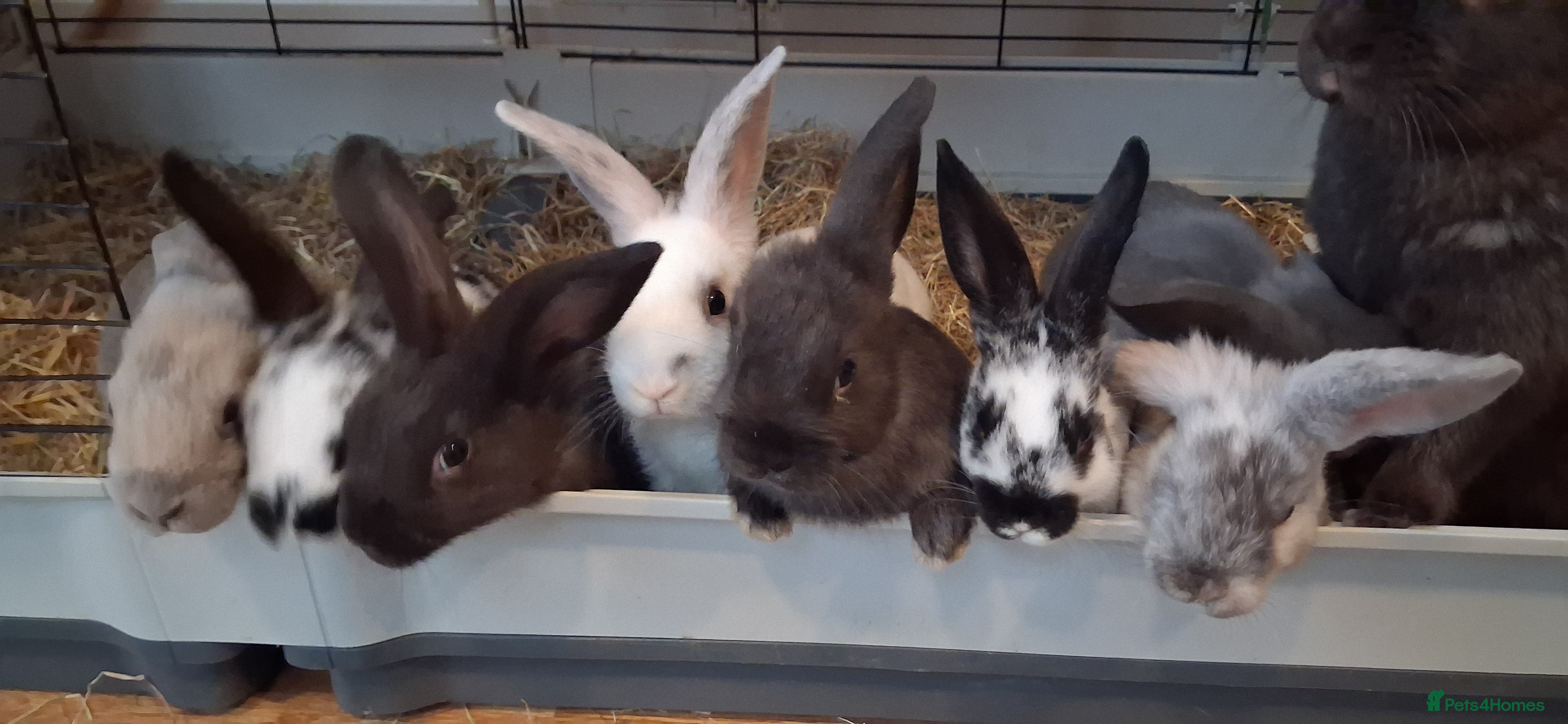 Mixed Breed rabbits Beautiful baby bunny,s  - Advert 12