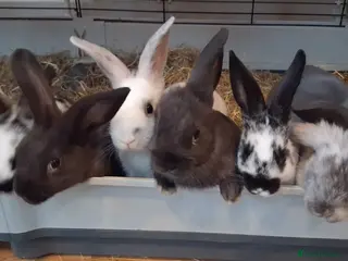 Mixed Breed rabbits Beautiful baby bunny,s - Advert 22