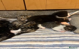British Shorthair cats for sale: 11 SHORTHAIRED AND LONGHAIRED KITTENS - Image 10