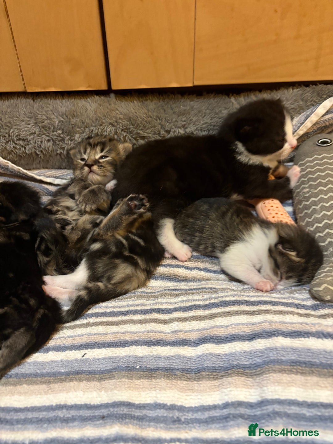 British Shorthair cats for sale: 11 SHORTHAIRED AND LONGHAIRED KITTENS - Image 10