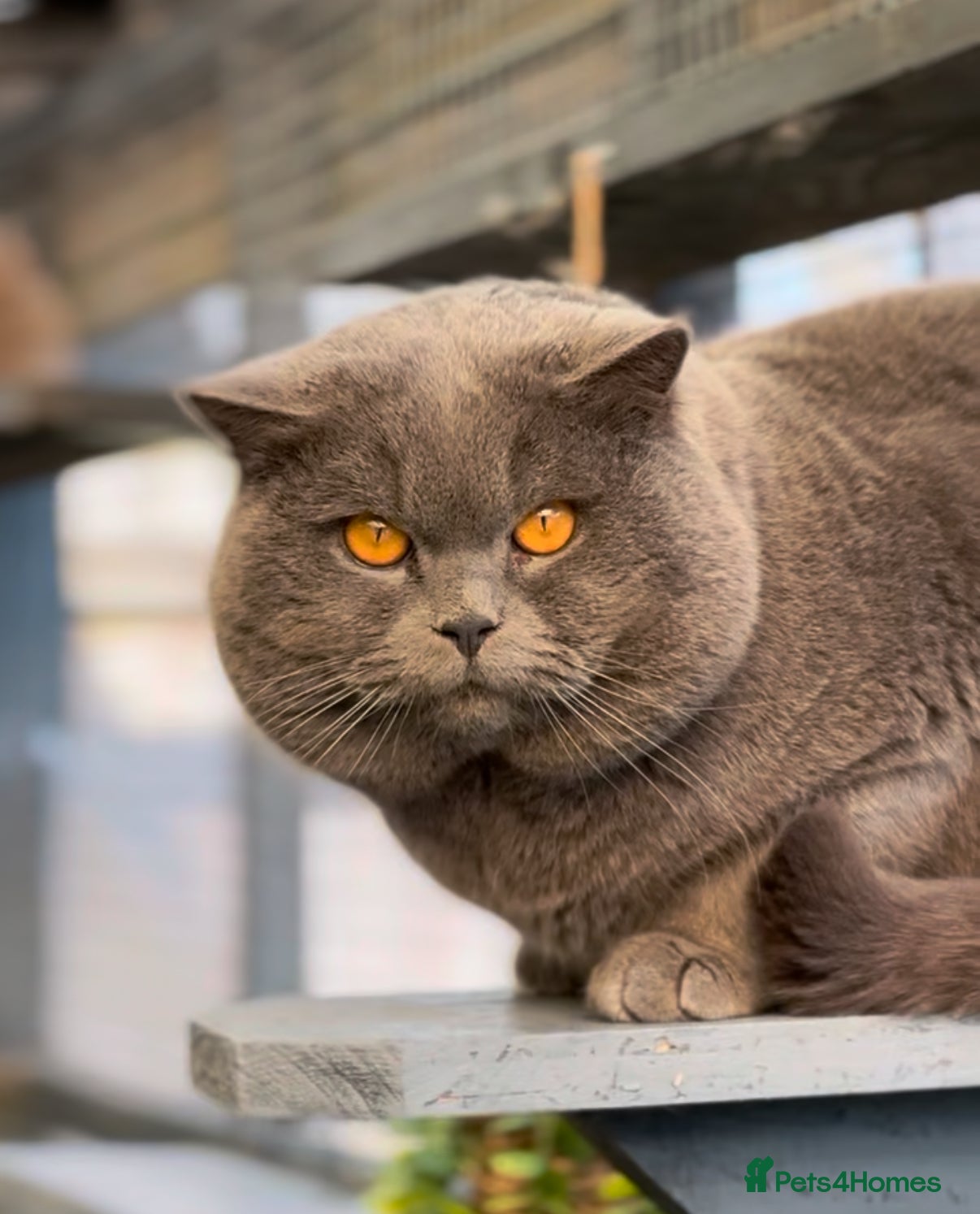 British Shorthair cats Blue British Shorthair - for stud duties  - Advert 2