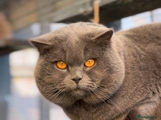 British Shorthair cats Blue British Shorthair - for stud duties - Advert 5