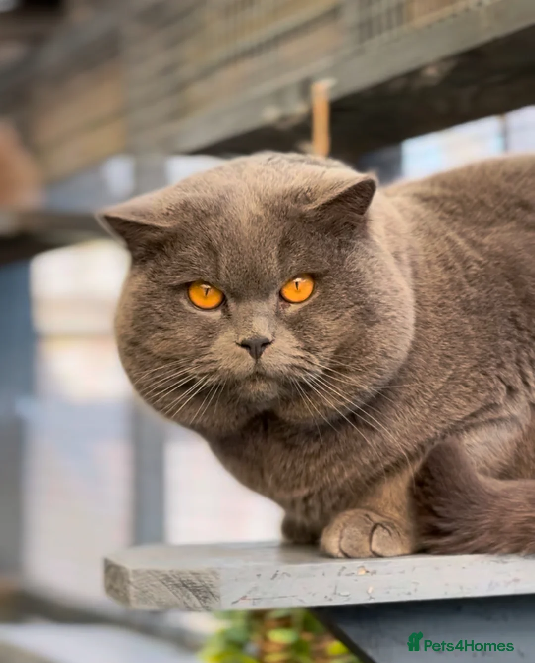 British Shorthair cats for stud: Blue British Shorthair - for stud duties  - Advert 1