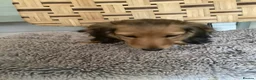 Miniature Dachshund dogs for sale: Kc reg long hair mini dachshunds dna parents  - Advert 20
