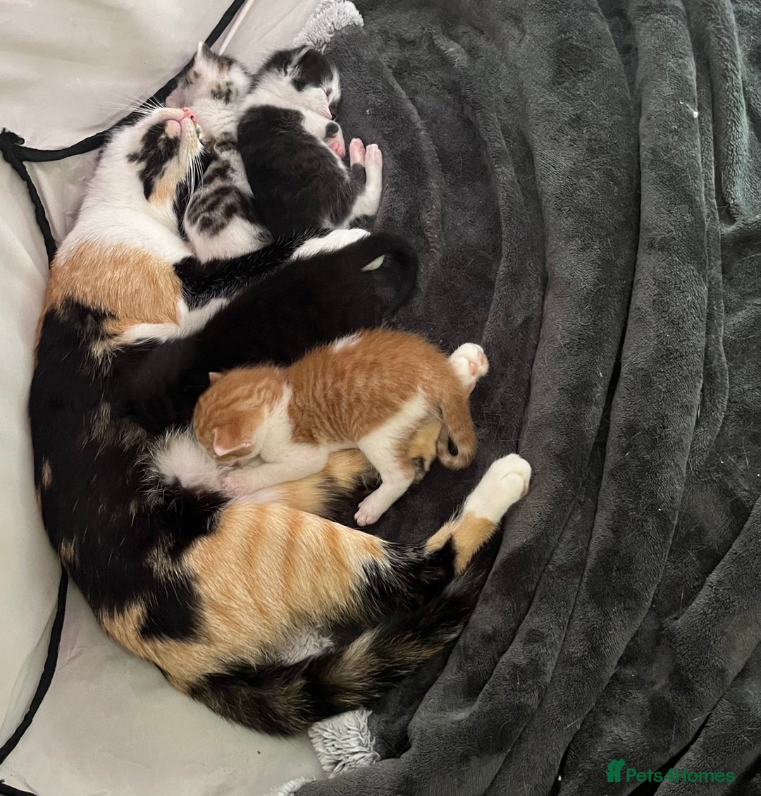 British Shorthair cats for sale: 4 beautiful little boys  - Image 12