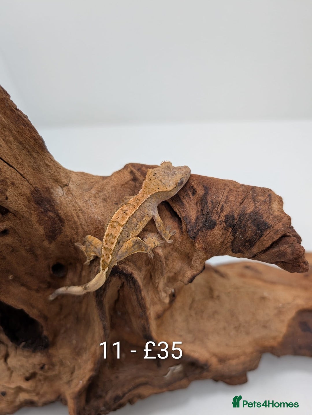 Gecko reptiles for sale: Beautiful baby crested geckos! - Advert 10