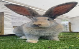 Continental Giant rabbits for sale: Handsome Giant Continental Bucks🐰💙 - Image 9