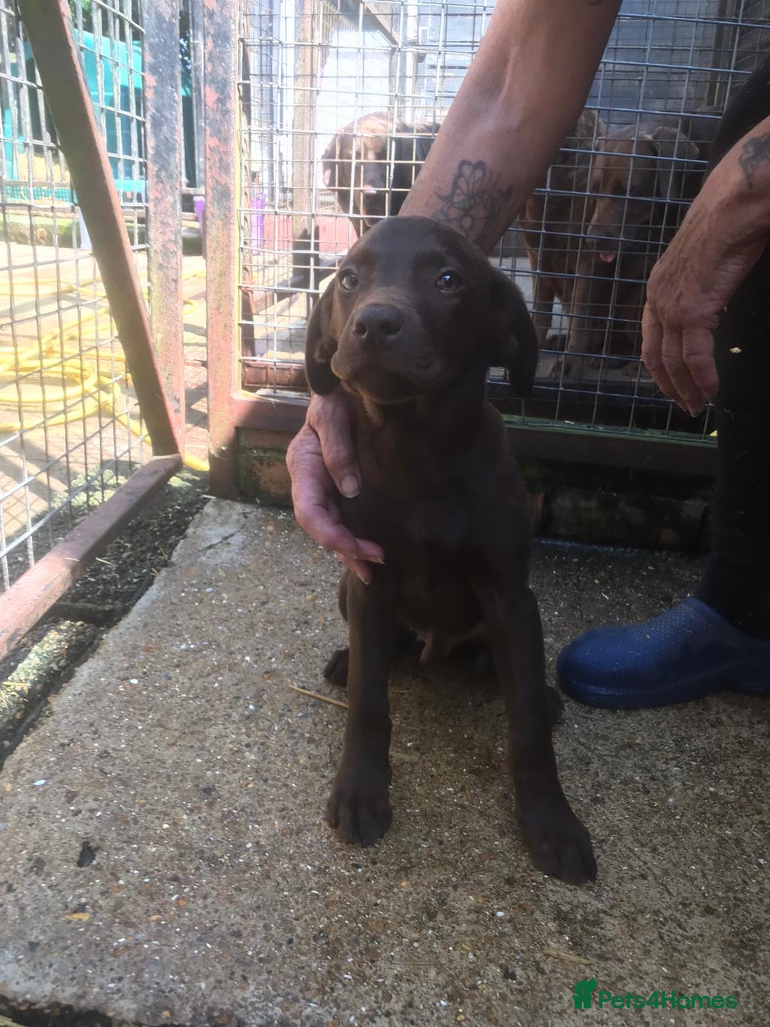 Labrador Retriever dogs for sale: Chocolate labrador puppies - Image 1