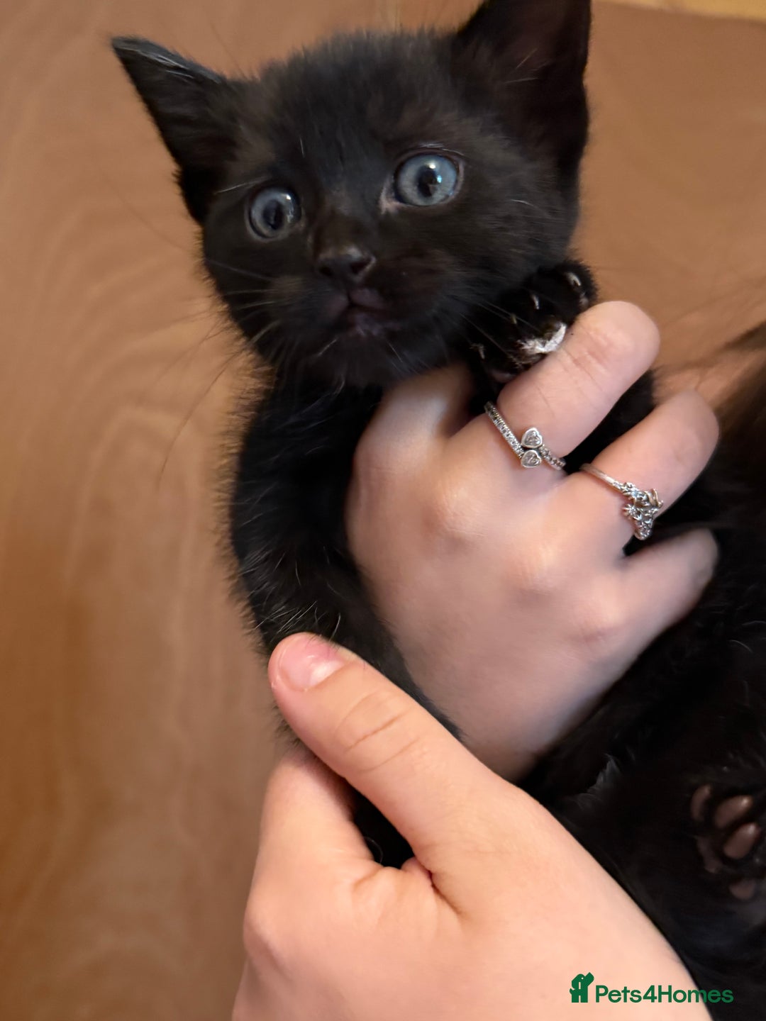 Ragdoll cats for sale: Ragdoll X boy  - Advert 4