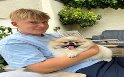 Pomeranian dogs for sale: Cecil the Pomeranian - Image 3
