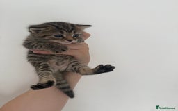 Maine Coon cats for sale: Maine coon x Russian Blue - Image 10
