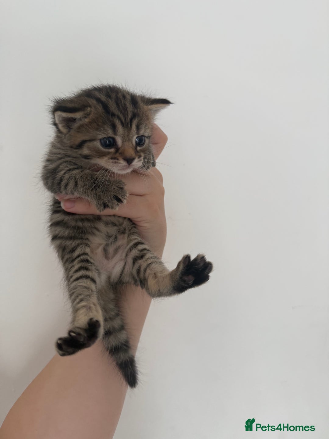 Maine Coon cats for sale: Maine coon x Russian Blue - Image 10