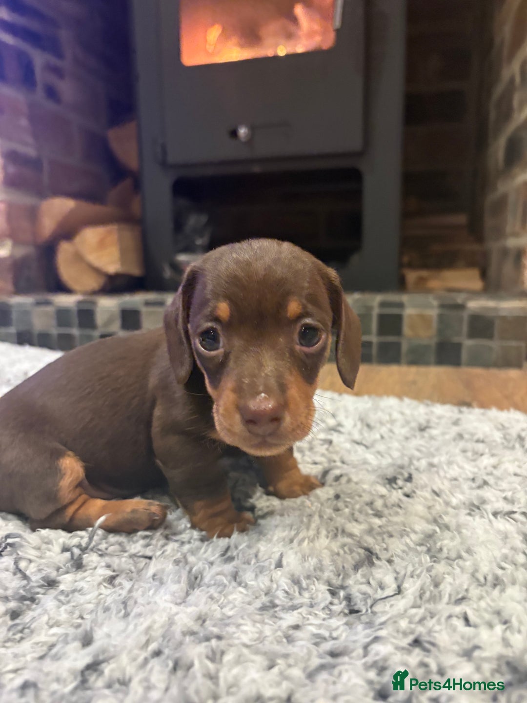 Dachshund dogs for sale: Dachshunds for Sale - Advert 14