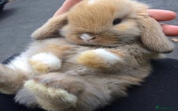Mixed Breed rabbits for sale: Rabits - Image 8
