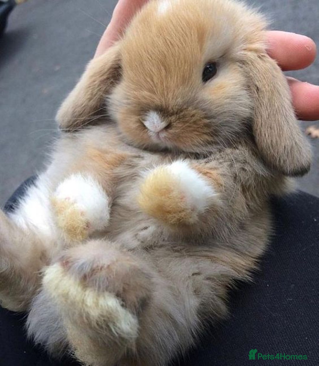 Mixed Breed rabbits for sale: Rabits - Image 8