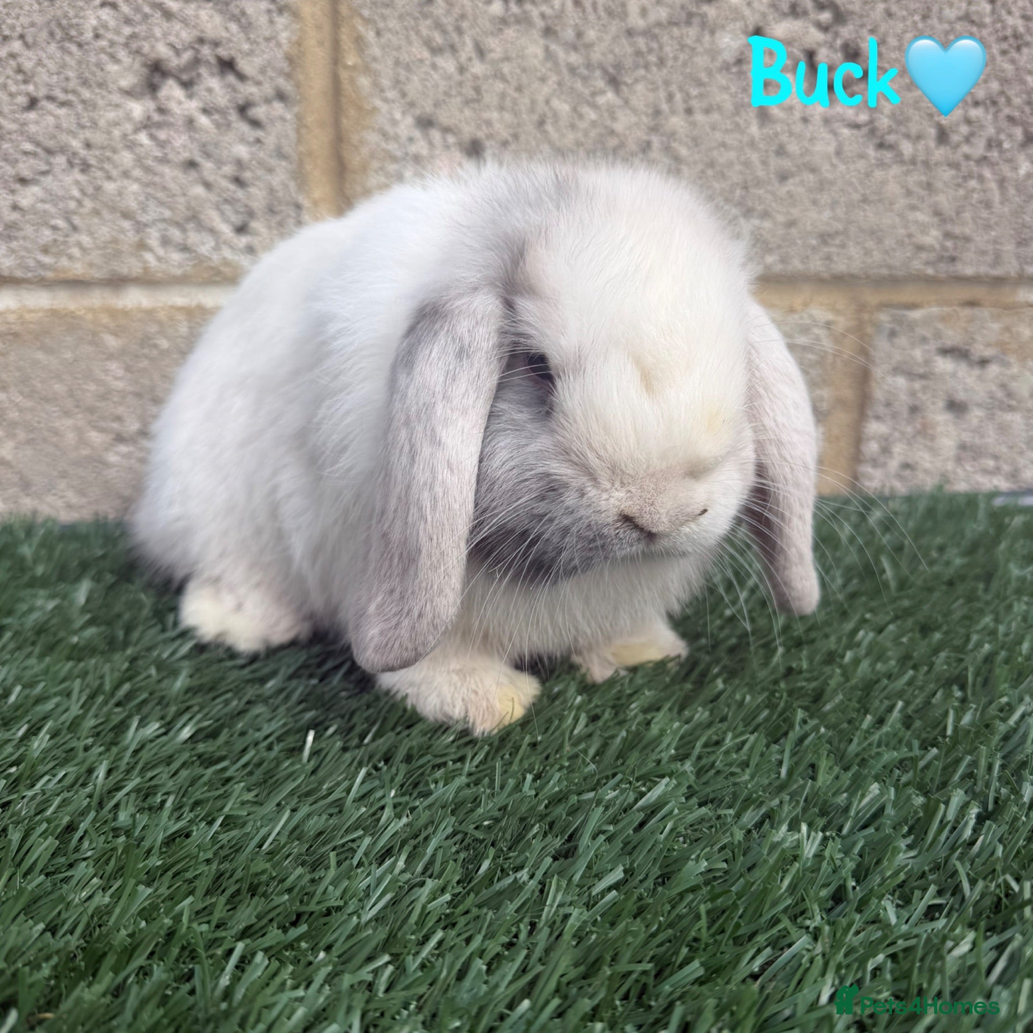 Mini Lop rabbits Pure breed mini lop bucks LAST 3 - Advert 3