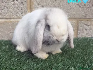 Mini Lop rabbits Pure breed mini lop bucks LAST 3 - Advert 3