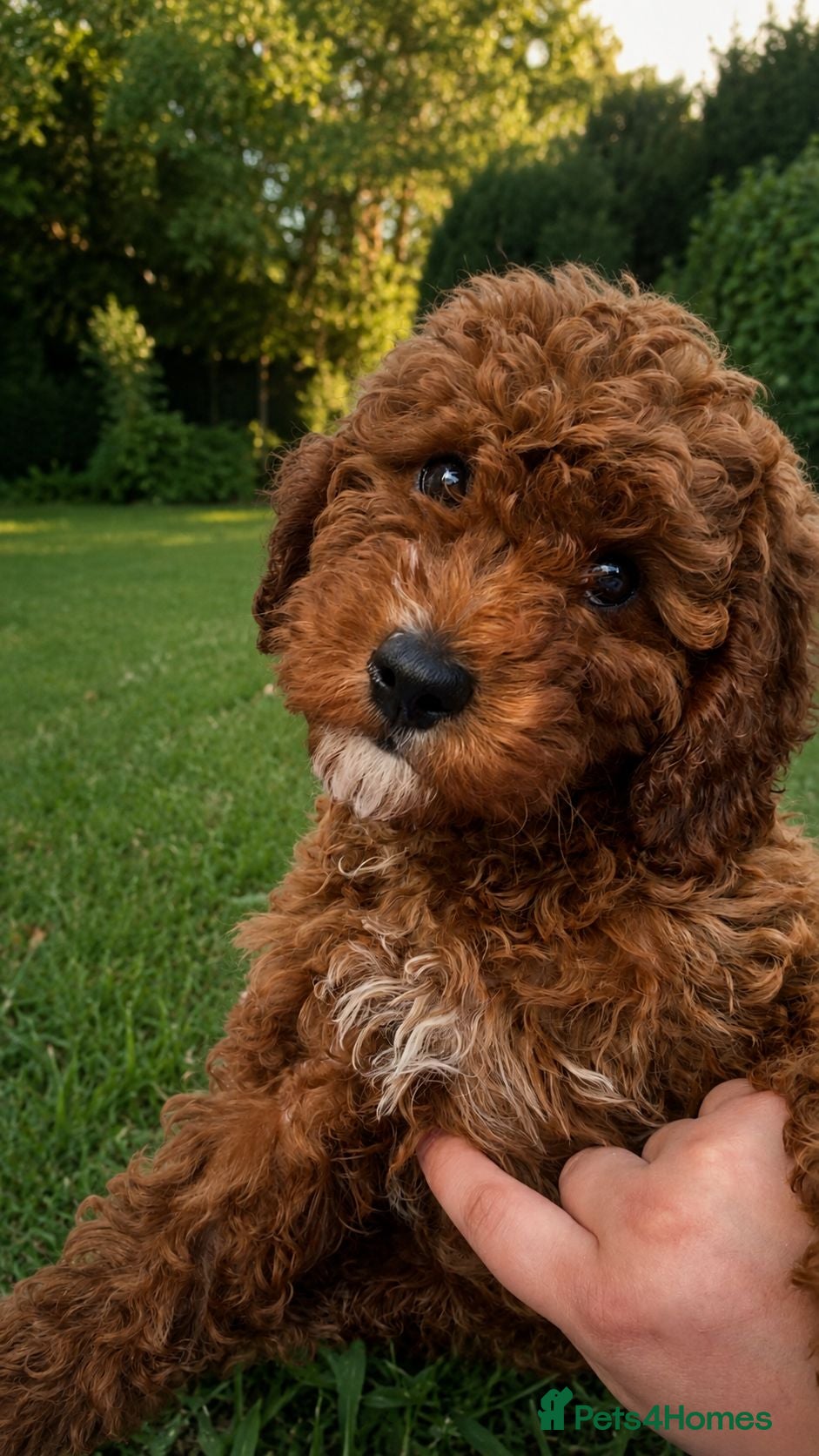 Cavapoo dogs fox red cavapoo - Advert 7