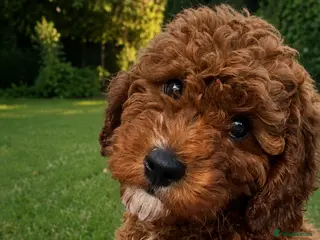 Cavapoo dogs fox red cavapoo - Advert 7