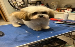 Lhasa Apso dogs for stud: KC registered PRA4 clear Lhasa apso for stud in Northampton - Image 11