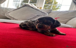 Dachshund dogs for sale: Beautiful Dachshund Puppies 🤩 - Image 1