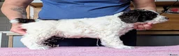 Spanish Water Dog dogs for sale: Spanish water dog  - Advert 6